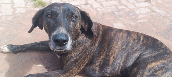 josue-procura-por-um-lar-adocao-doacao-cachorro-gato-1