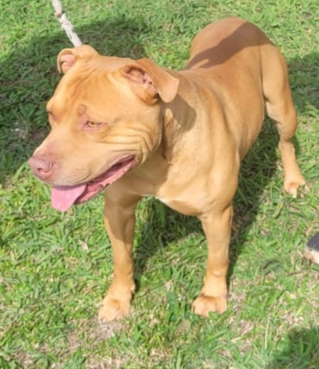 barth-adocao-doacao-cachorro-gato-1