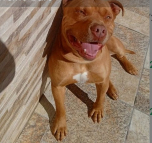 barth-adocao-doacao-cachorro-gato-0