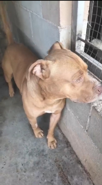 barth-adocao-doacao-cachorro-gato-4