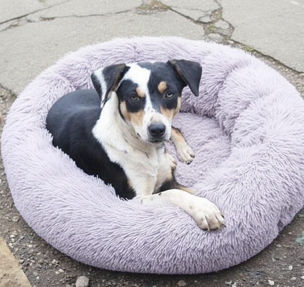 linda-benta-adocao-doacao-cachorro-gato-2