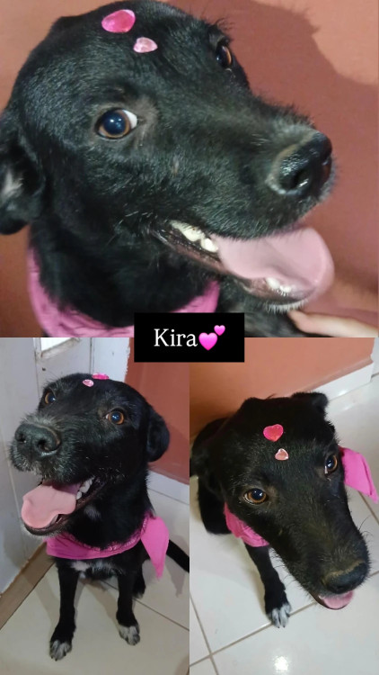 kira-adocao-doacao-cachorro-gato-0