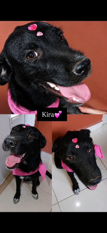 kira-adocao-doacao-cachorro-gato-0