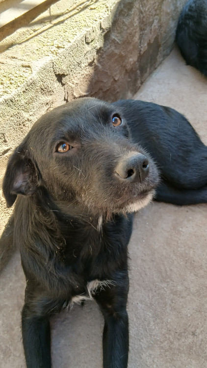 kira-adocao-doacao-cachorro-gato-1