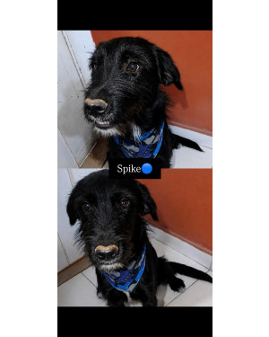 Spike