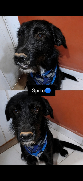 spike-adocao-doacao-cachorro-gato-0