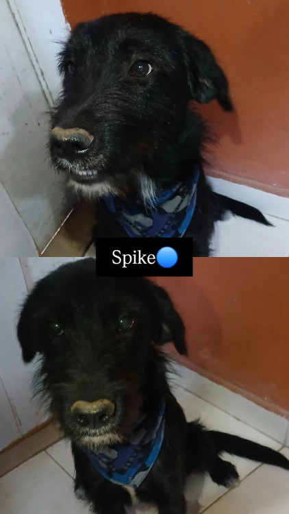 spike-adocao-doacao-cachorro-gato-0