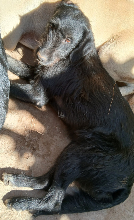 spike-adocao-doacao-cachorro-gato-1
