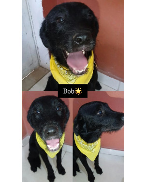 Bob