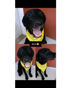 Bob