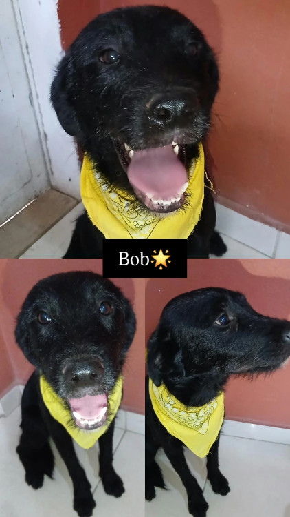 bob-adocao-doacao-cachorro-gato-0