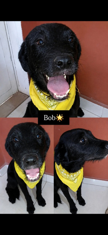 bob-adocao-doacao-cachorro-gato-0