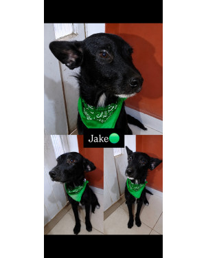 Jake