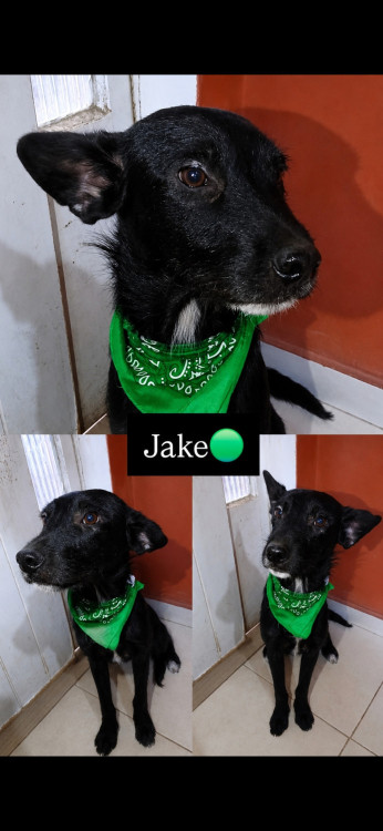 jake-adocao-doacao-cachorro-gato-0