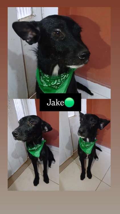 jake-adocao-doacao-cachorro-gato-0