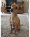 amado-simba-small-4