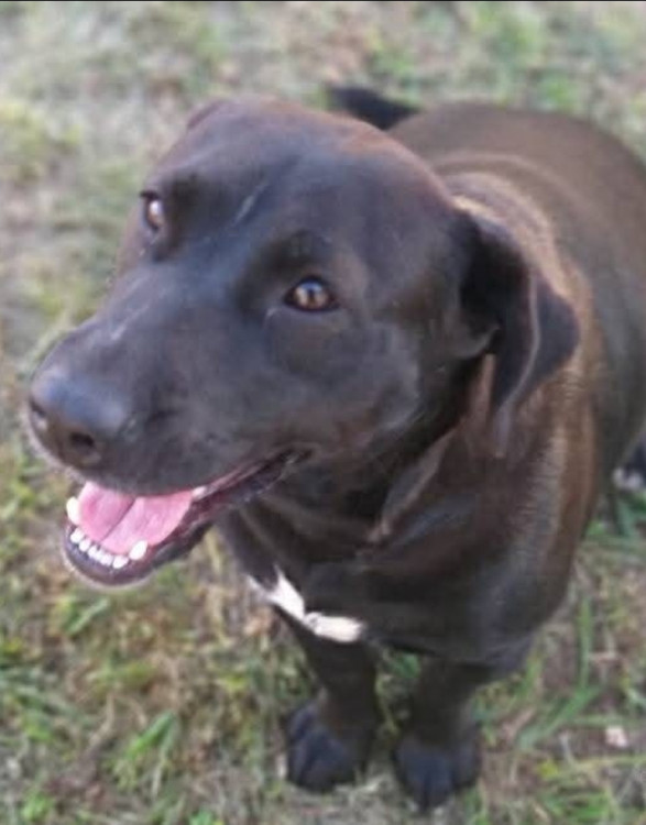 bella-adocao-doacao-cachorro-gato-0