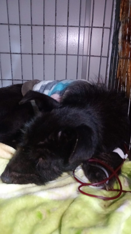 shakira-adocao-doacao-cachorro-gato-1
