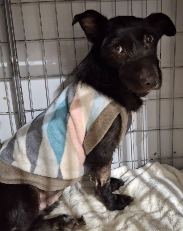 shakira-adocao-doacao-cachorro-gato-0