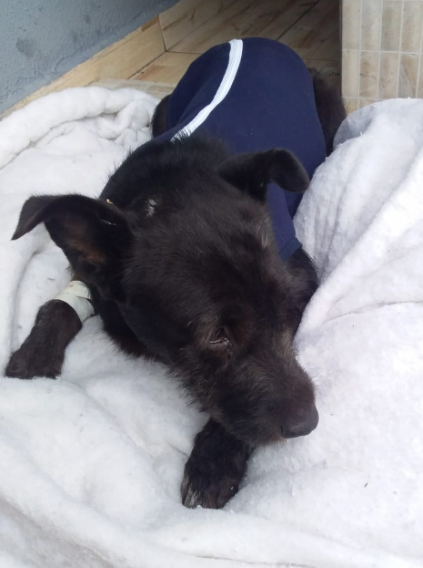 pretinha-adocao-doacao-cachorro-gato-1