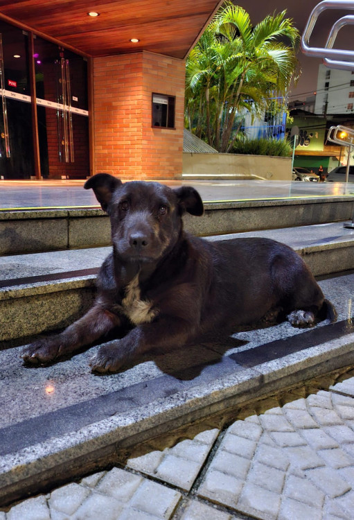 pretinha-adocao-doacao-cachorro-gato-0