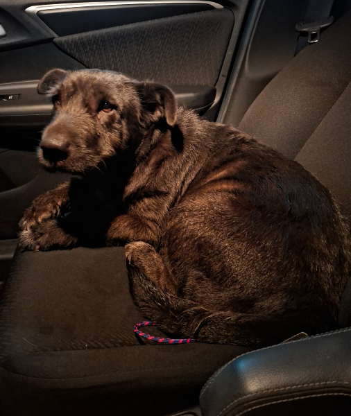 pretinha-adocao-doacao-cachorro-gato-2