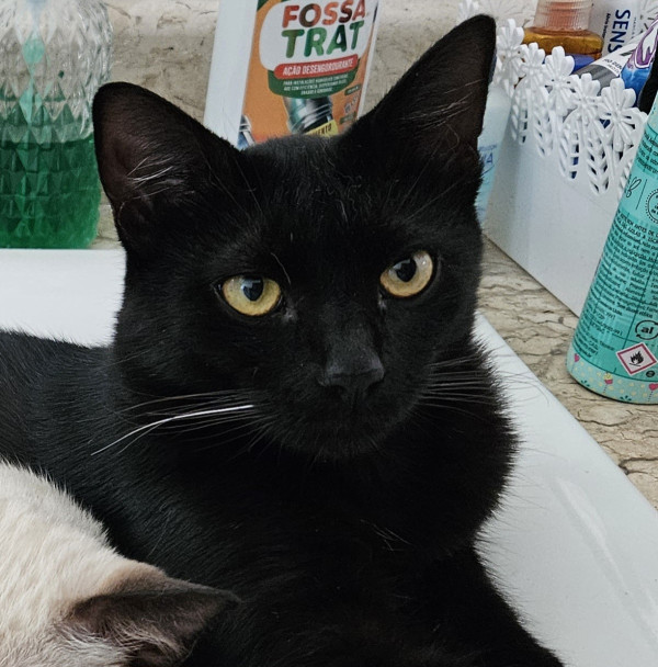 gato-cafe-perdido-adocao-doacao-cachorro-gato-0