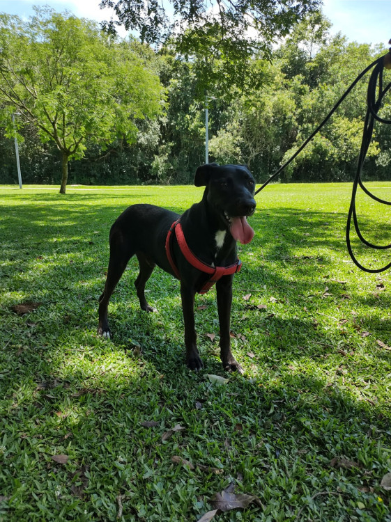 oi-eu-sou-o-lenny-adocao-doacao-cachorro-gato-3