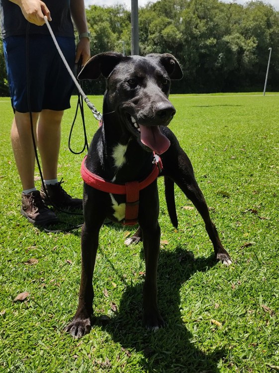 oi-eu-sou-o-lenny-adocao-doacao-cachorro-gato-0