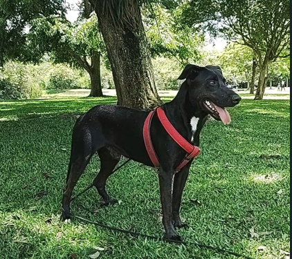 oi-eu-sou-o-lenny-adocao-doacao-cachorro-gato-1