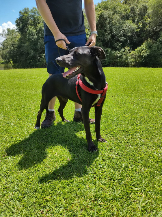 oi-eu-sou-o-lenny-adocao-doacao-cachorro-gato-2