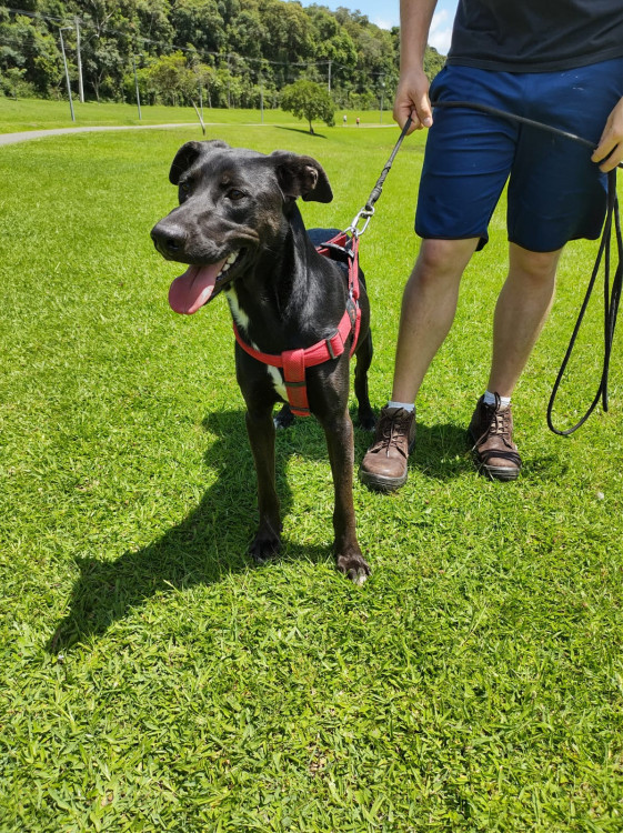 oi-eu-sou-o-lenny-adocao-doacao-cachorro-gato-4