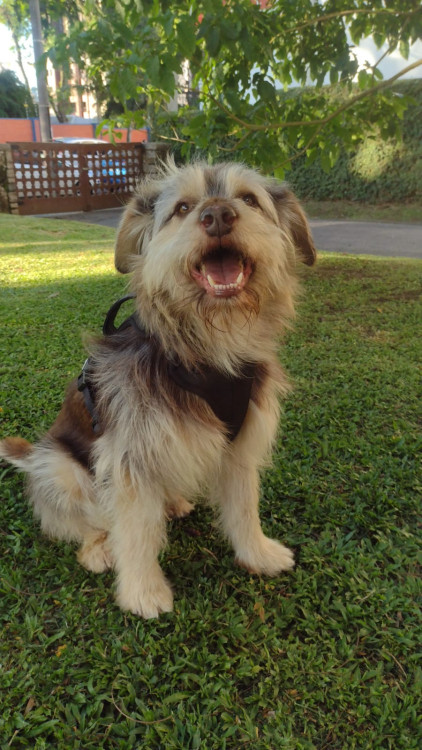 biscoito-procura-outra-familia-ele-merece-mais-uma-chance-adocao-doacao-cachorro-gato-0