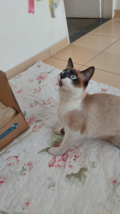 princesa-adocao-doacao-cachorro-gato-2