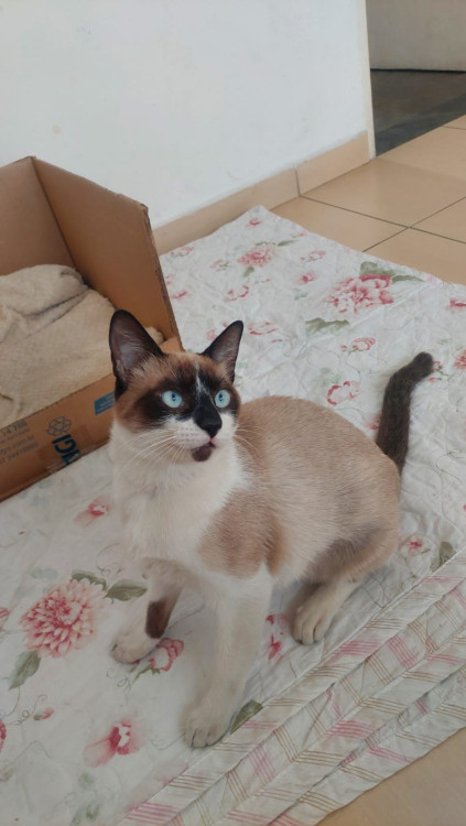 princesa-adocao-doacao-cachorro-gato-0