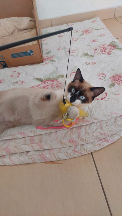 princesa-adocao-doacao-cachorro-gato-1