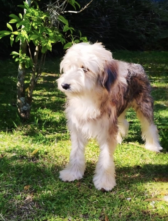 tulio-adocao-doacao-cachorro-gato-2