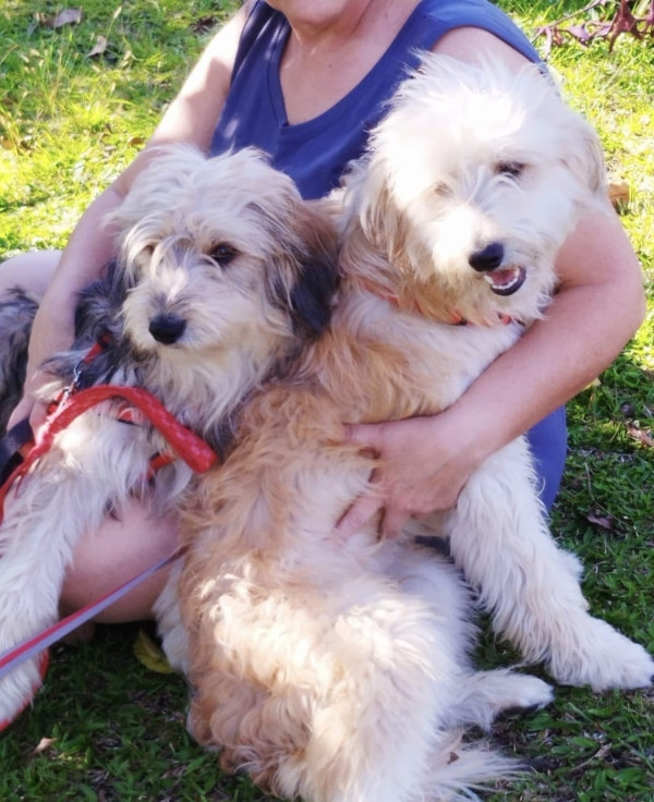 tulio-adocao-doacao-cachorro-gato-3