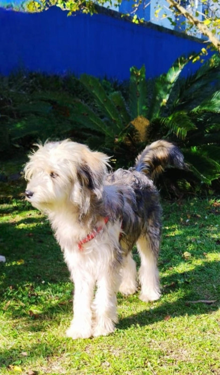 tulio-adocao-doacao-cachorro-gato-0