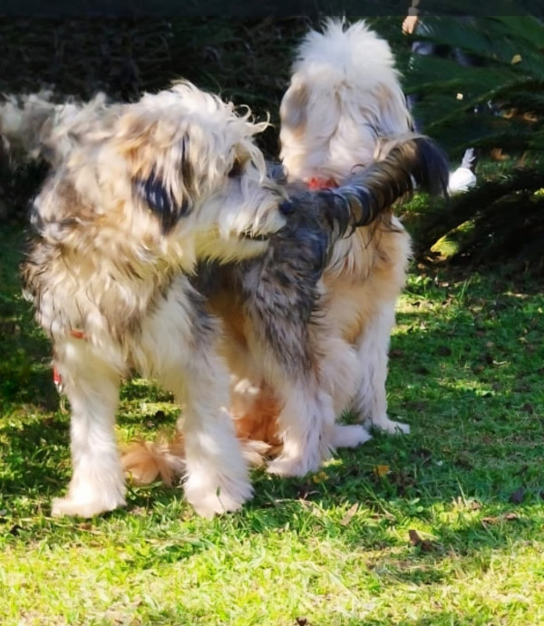 tulio-adocao-doacao-cachorro-gato-1