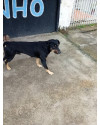 cachorro-abandonado-small-0