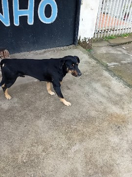 cachorro-abandonado-adocao-doacao-cachorro-gato-0
