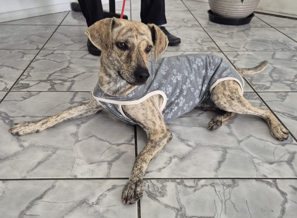 adote-a-tigresa-adocao-doacao-cachorro-gato-0