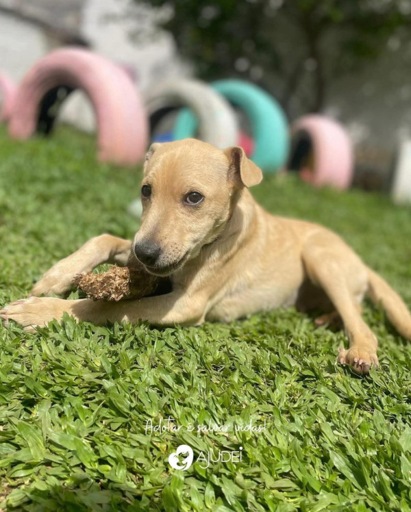 caco-procura-um-lar-adocao-doacao-cachorro-gato-2