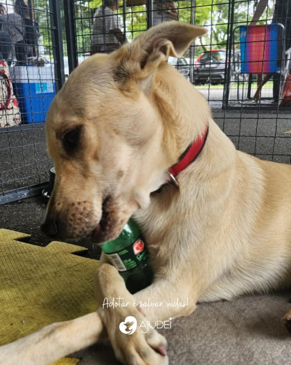 caco-procura-um-lar-adocao-doacao-cachorro-gato-4