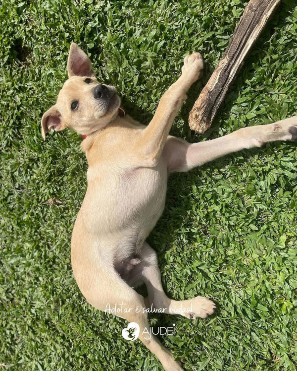 caco-procura-um-lar-adocao-doacao-cachorro-gato-1