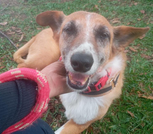 valente-amoroso-adocao-doacao-cachorro-gato-1