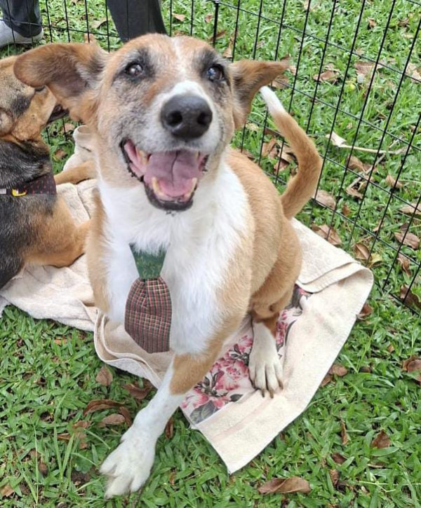 valente-amoroso-adocao-doacao-cachorro-gato-0
