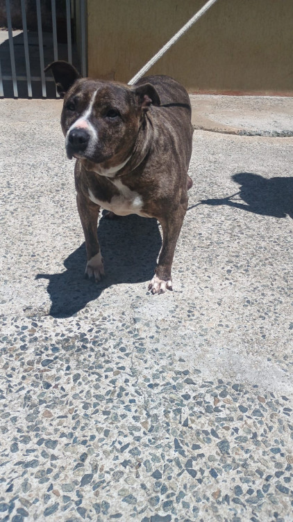 lily-procura-um-lar-adocao-doacao-cachorro-gato-1