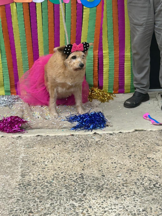 bina-procura-um-lar-adocao-doacao-cachorro-gato-1